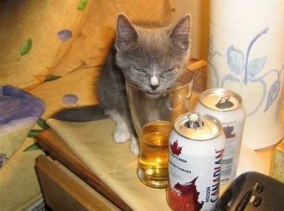 Пятница по-кошачьи 