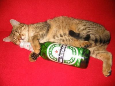 Пятница по-кошачьи 