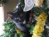 Выдающиеся кошки прошедшей недели