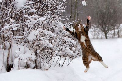 Выдающиеся кошки прошедшей недели