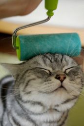 Выдающиеся кошки прошедшей недели