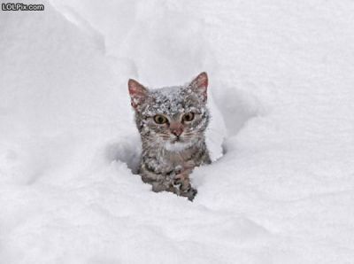Выдающиеся кошки прошедшей недели