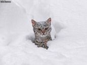 Выдающиеся кошки прошедшей недели
