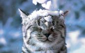 Выдающиеся кошки прошедшей недели
