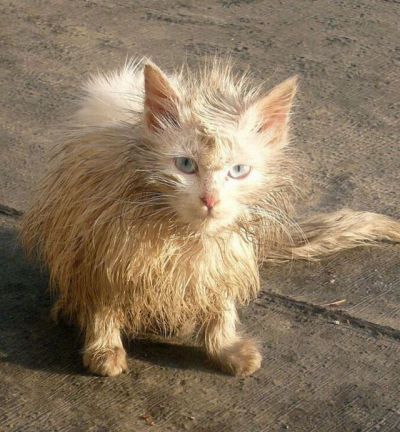Выдающиеся кошки прошедшей недели