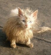 Выдающиеся кошки прошедшей недели