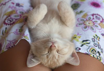 Выдающиеся кошки прошедшей недели