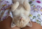 Выдающиеся кошки прошедшей недели