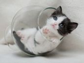 Выдающиеся кошки прошедшей недели