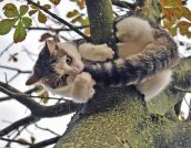Выдающиеся кошки прошедшей недели
