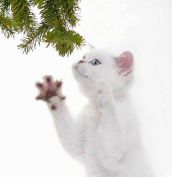Выдающиеся кошки прошедшей недели
