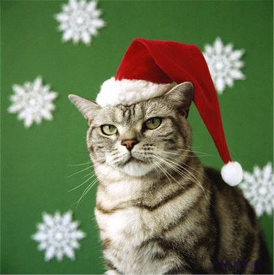 Выдающиеся кошки прошедшей недели