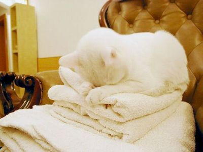 Выдающиеся кошки прошедшей недели