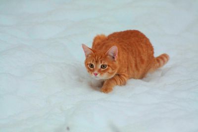 Выдающиеся кошки прошедшей недели