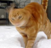 Выдающиеся кошки прошедшей недели