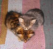 Смешные кошки прошедшей недели