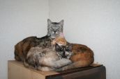 Смешные кошки прошедшей недели