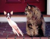 Смешные кошки прошедшей недели