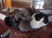 Смешные кошки прошедшей недели