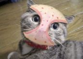 Смешные кошки прошедшей недели