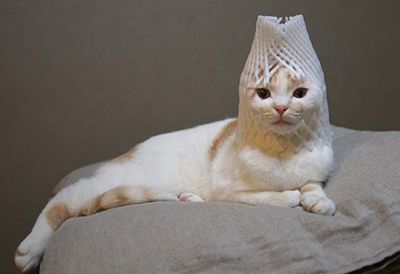 Смешные кошки прошедшей недели