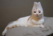 Смешные кошки прошедшей недели