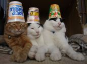 Смешные кошки прошедшей недели