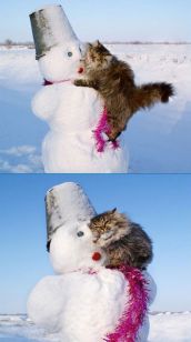 Смешные кошки прошедшей недели