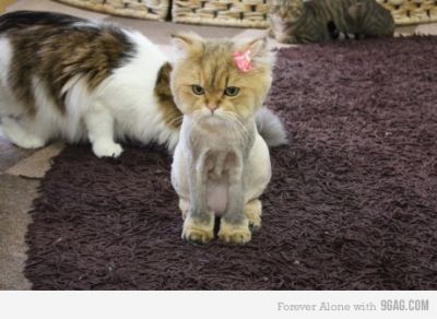 Смешные кошки прошедшей недели