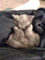 Смешные кошки прошедшей недели