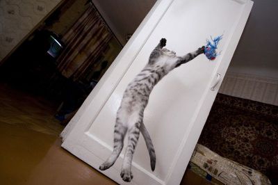 Смешные кошки прошедшей недели