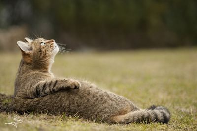 Смешные кошки прошедшей недели