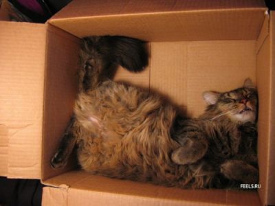Смешные кошки прошедшей недели
