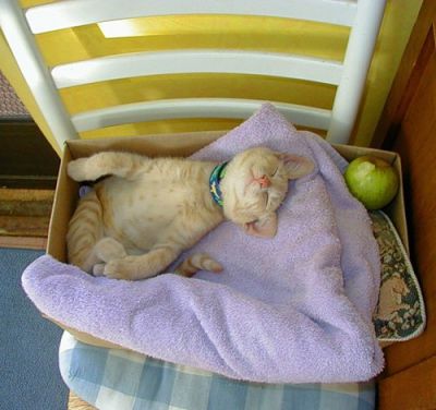 Смешные кошки прошедшей недели