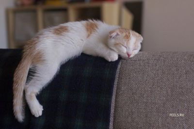 Смешные кошки прошедшей недели