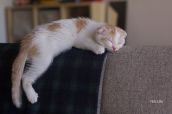 Смешные кошки прошедшей недели