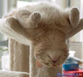 Смешные кошки прошедшей недели