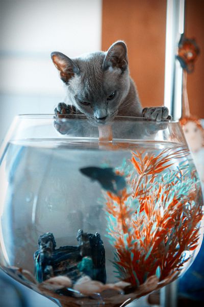 Смешные кошки прошедшей недели