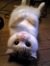 Смешные кошки прошедшей недели