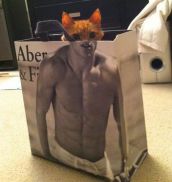 Смешные кошки прошедшей недели