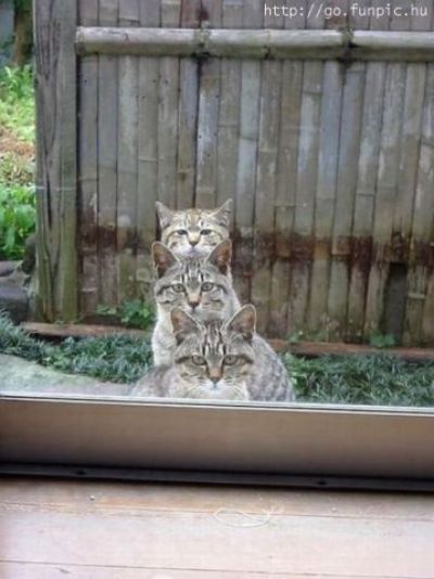 Смешные кошки прошедшей недели