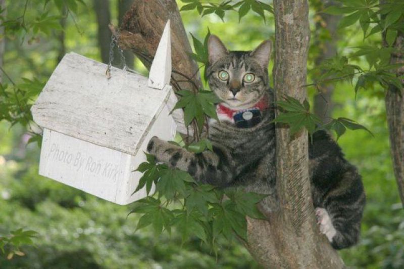 Смешные кошки прошедшей недели