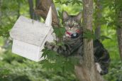 Смешные кошки прошедшей недели