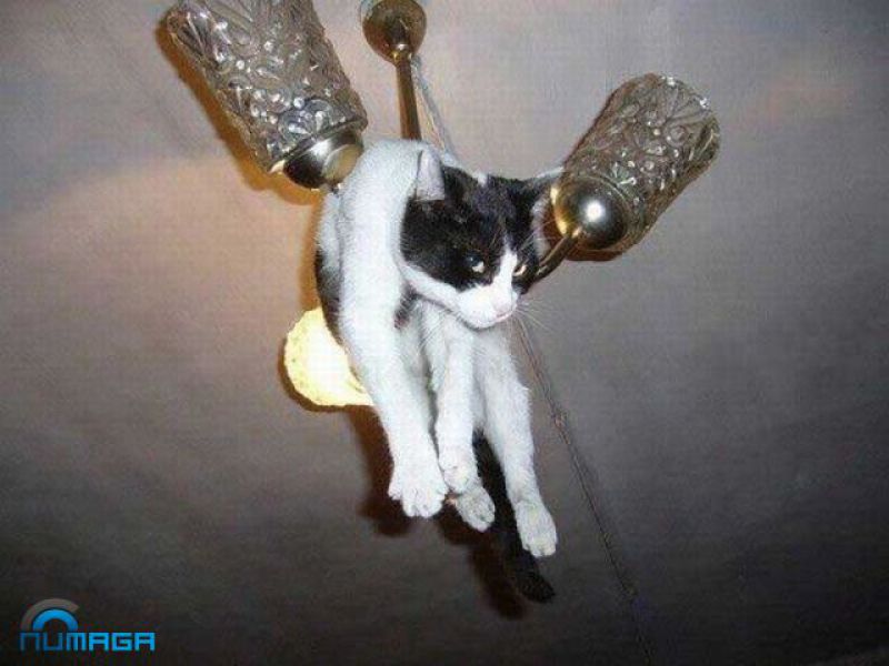 Смешные кошки прошедшей недели