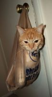 Смешные кошки прошедшей недели