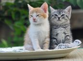 Смешные кошки прошедшей недели