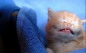 Смешные кошки прошедшей недели