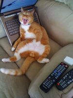 Смешные кошки прошедшей недели