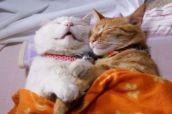 Смешные кошки прошедшей недели