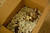 Смешные кошки прошедшей недели